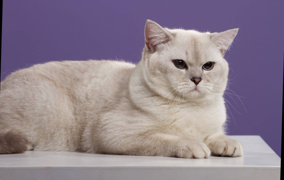 British sales shorthair ns11