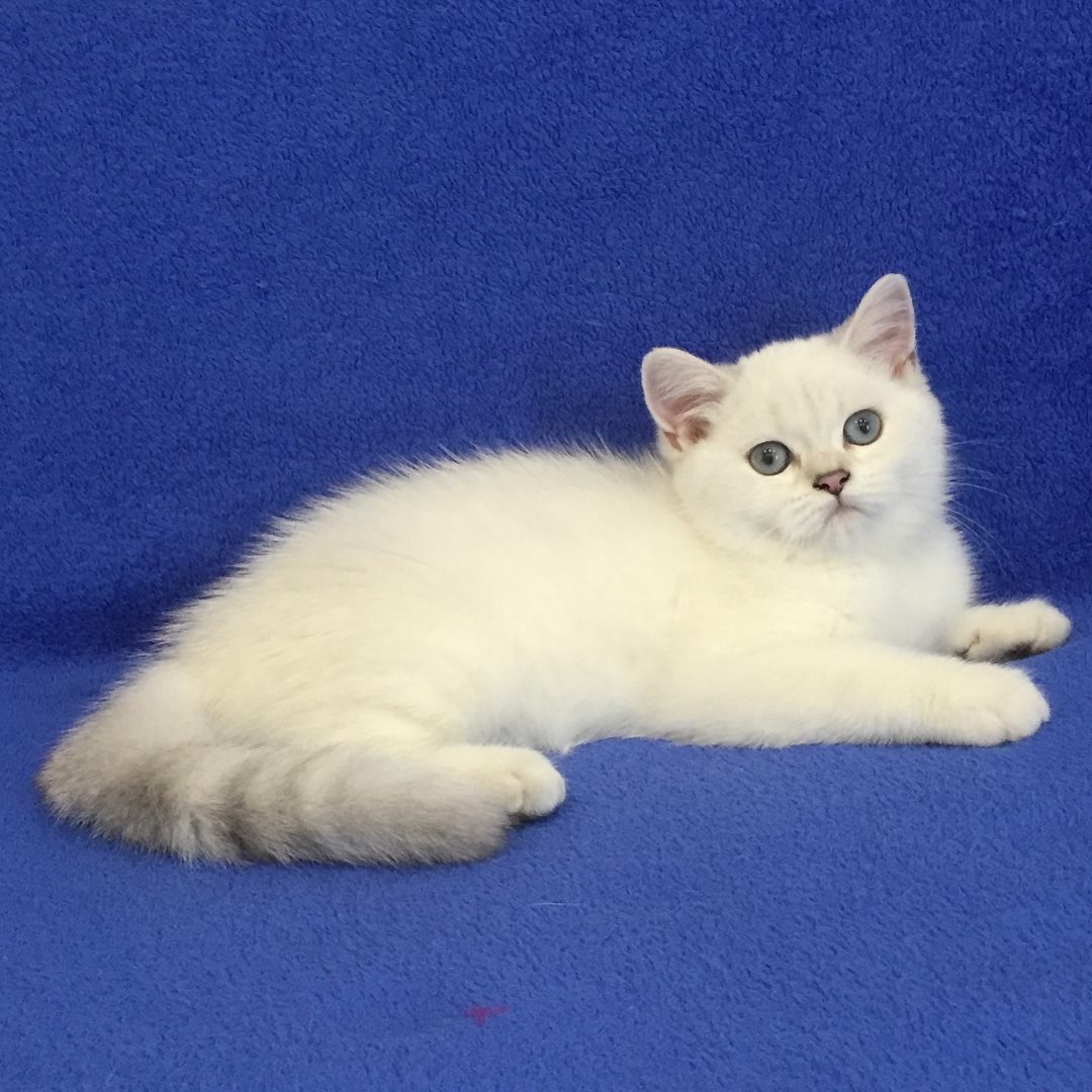 White British Shorthair Kittens For Sale!