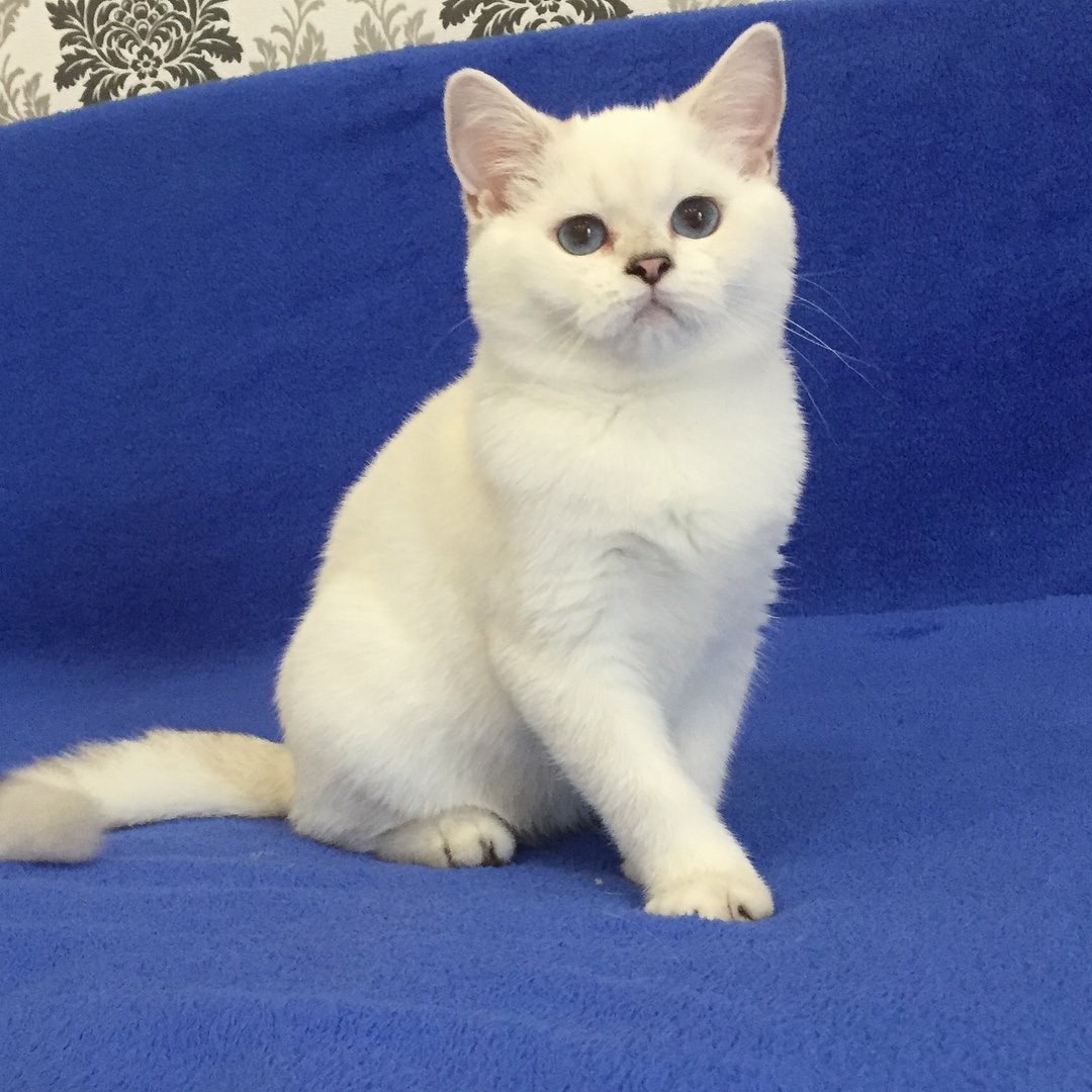 White British Shorthair Kittens For Sale!