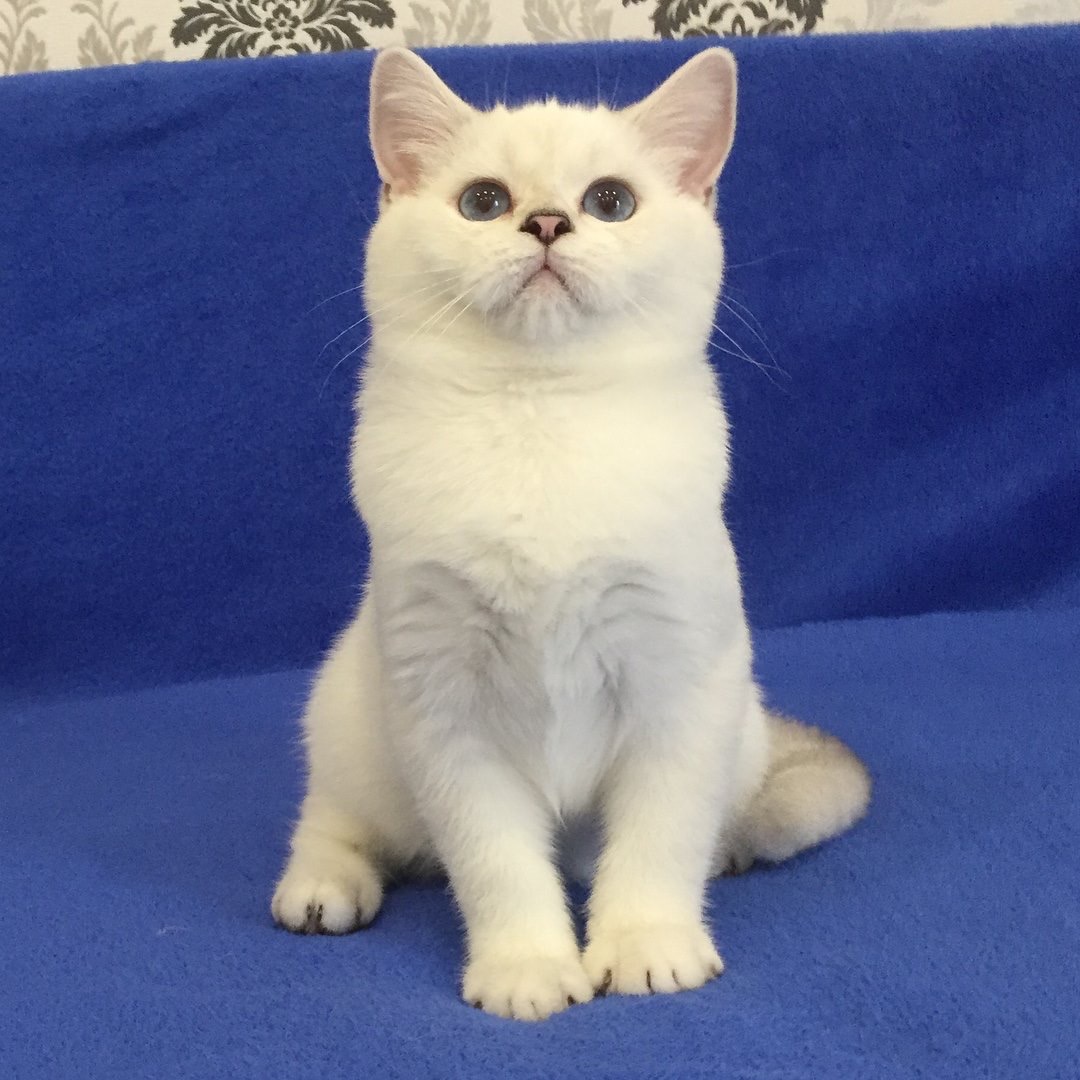 White British Shorthair Kittens For Sale!