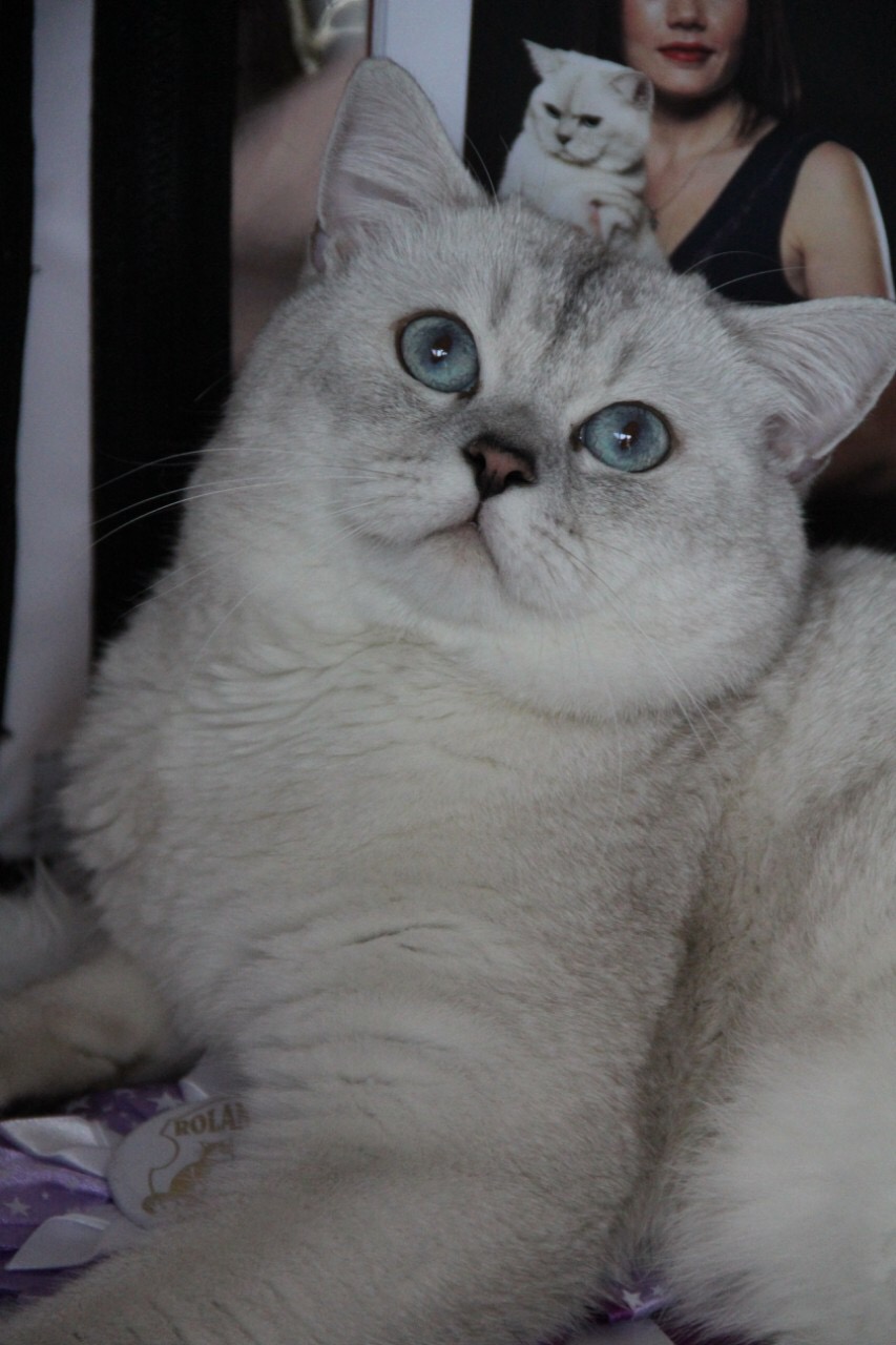 british shorthair silver chinchilla