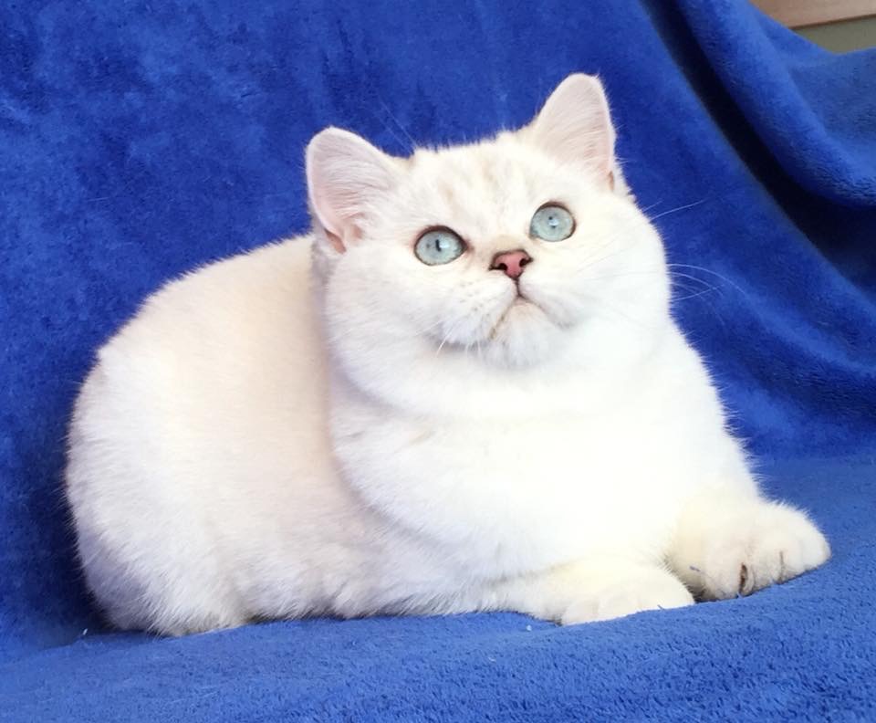 White British Shorthair Kittens For Sale!