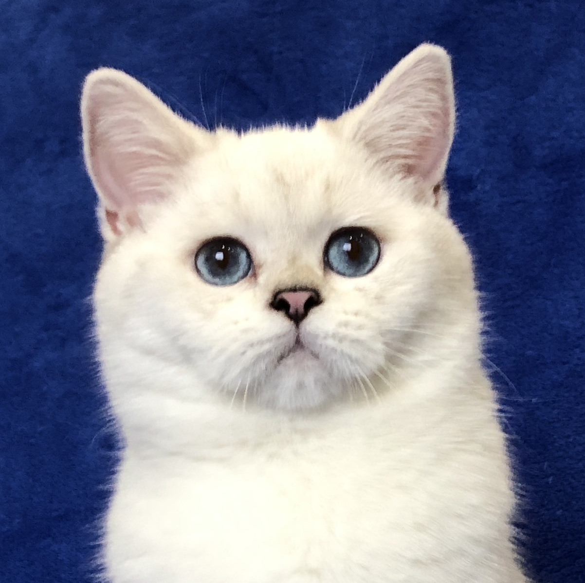 White British Shorthair Kittens For Sale!